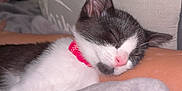 Dottie joined the competition — help win amazing prizes! animal, arm, black_and_white, cat, closeup, collar, cozy, cushion, cute, domestic_animal, fur, indoor, kitten, nap, pet, pink_collar, relaxation, resting, sleeping, soft