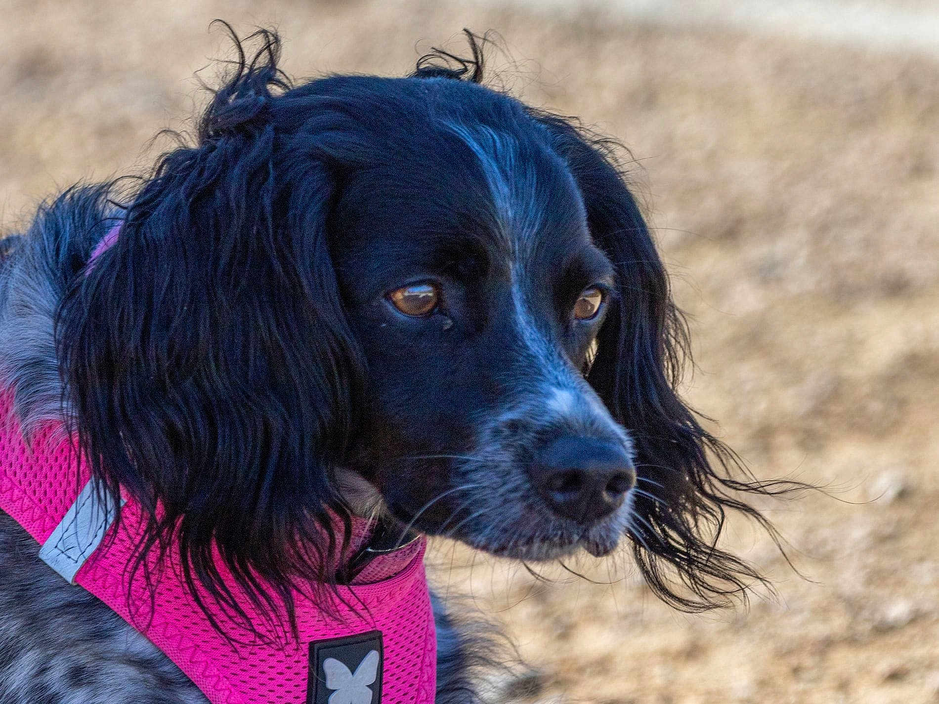 Réglisse participe au concours pour gagner de l'argent avec cette photo : dog, black_and_white, pink_harness, close_up, outdoor, pet, animal, fur, portrait, curly_fur, looking_away, nature, canine, muzzle, ears, snout, side_view, domestic_animal, young_dog, focused