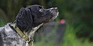 Réglisse participe au concours pour gagner de l'argent avec cette photo : dog, black, white, collar, pet, animal, outdoor, grass, nature, closeup, profile, fur, ears, looking_up, canine, mammal, blurred_background, alert, side_view, domestic_animal