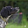 Réglisse participe au concours pour gagner de l'argent avec cette photo : dog, black, white, collar, pet, animal, outdoor, grass, nature, closeup, profile, fur, ears, looking_up, canine, mammal, blurred_background, alert, side_view, domestic_animal
