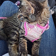 Savior joined the competition — help win amazing prizes! animal, car, cat, closeup, ears, fashionable, fluffy, fur, harness, kitten, lap, long_hair, paws, pet, pink, portrait, sitting, tortoiseshell, vehicle, whiskers