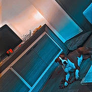 Utopie a rejoint le concours — aidez-le/la à gagner de superbes lots ! dog, indoor, floor, toy, rope_toy, furniture, television, cabinet, relaxed, pet, brown_and_white, wooden_floor, living_room, modern, cozy, domestic, animal, companion, resting, home