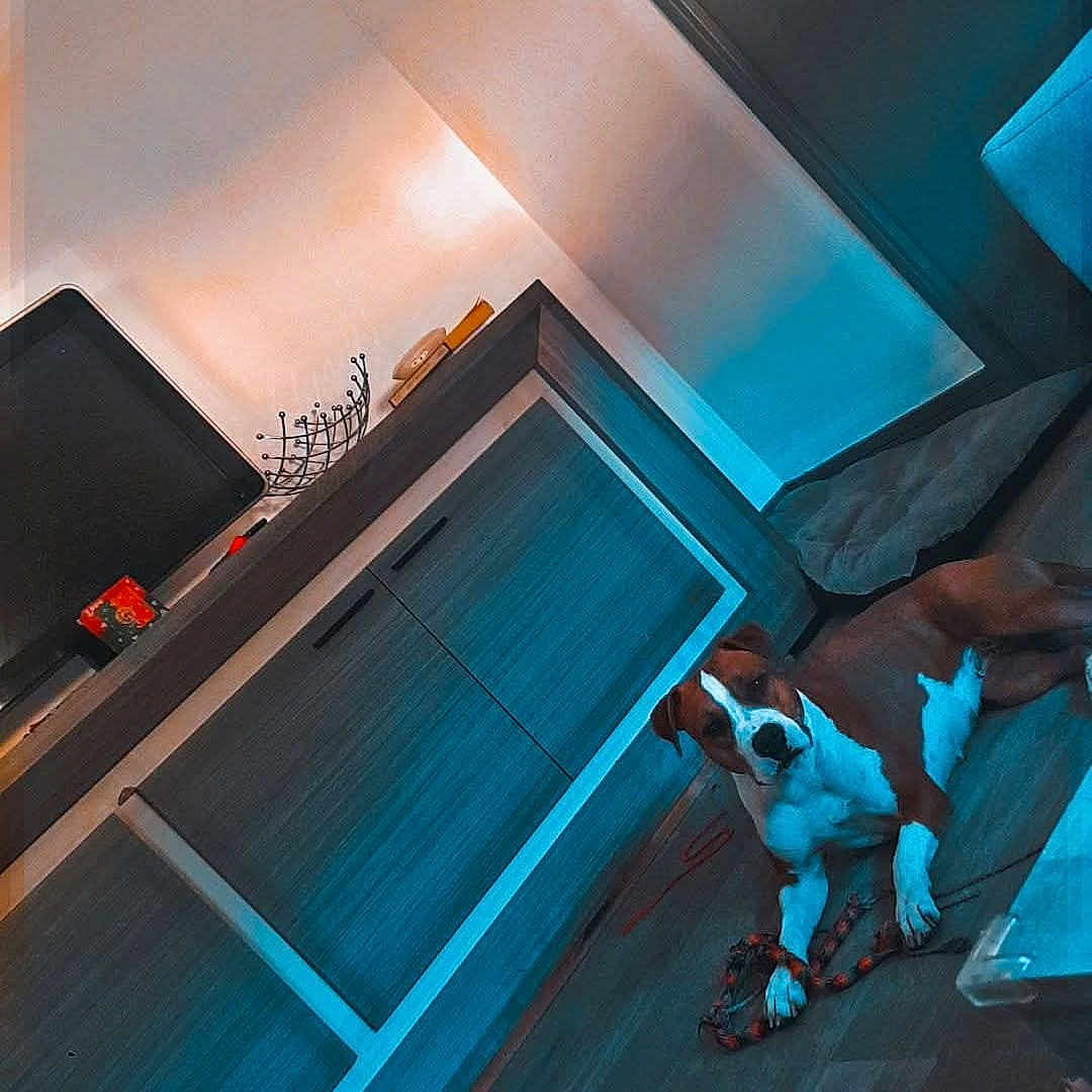 Utopie a rejoint le concours — aidez-le/la à gagner de superbes lots ! animal, brown_and_white, cabinet, companion, cozy, dog, domestic, floor, furniture, home, indoor, living_room, modern, pet, relaxed, resting, rope_toy, television, toy, wooden_floor