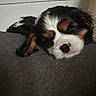 Alffy participe au concours pour gagner de l'argent avec cette photo : puppy, dog, cavalier_king_charles_spaniel, sleeping, sleepy, tricolor, black_and_white, brown, floppy_ears, nose, fur, couch, sofa, indoor, cozy, resting, close_up, portrait, cute, relaxed
