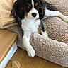 Alffy a rejoint le concours — aidez-le/la à gagner de superbes lots ! puppy, dog, cavalier_king_charles_spaniel, tricolor, black_and_white, brown_patches, floppy_ears, brown_eyes, pet, animal, portrait, sitting, lounging, armchair, blanket, cozy, indoor, wooden_floor, plush_toy, cute