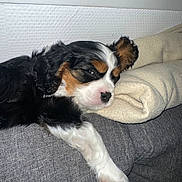 Alffy participe au concours pour gagner de l'argent avec cette photo : puppy, dog, cavalier_king_charles_spaniel, tricolor, sleeping, tired, fluffy, long_hair, black_white_brown, paw, pet, couch, pillow, indoors, home, relaxed, cute, portrait, resting, animal