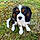 Alffy