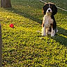 dog, cavalier_king_charles_spaniel, puppy, black_and_white, sitting, outdoor, grass, backyard, garden, red_ball, pet, portrait, floppy_ears, long_fur, white_chest, black_fur, brown_markings, sunlight, tree, fence