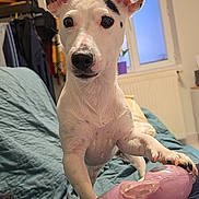 Vicky a rejoint le concours — aidez-le/la à gagner de superbes lots ! dog, puppy, white_dog, small_dog, portrait, sitting, bed, bedroom, toy, chew_toy, paw, upright_ears, black_nose, brown_eyes, indoors, window, bedding, home, playful, funny