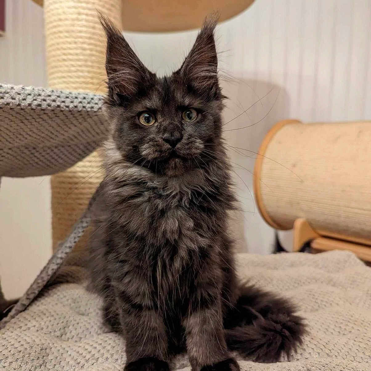 Uomi a rejoint le concours — aidez-le/la à gagner de superbes lots ! animal, blanket, cat, cat_tree, cozy, cute, domestic, ears, feline, fluffy, fur, gray, home, indoor, kitten, pet, portrait, sitting, whiskers, young