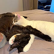 Uomi participe au concours pour gagner de l'argent avec cette photo : cat, cats, pet, feline, cute, bed, cuddle, resting, fur, white_cat, dark_cat, paw, sleeping, cozy, indoor, animal, companion, relaxing, friendship, home