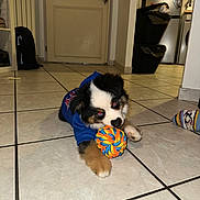 Arès participe au concours pour gagner de l'argent avec cette photo : puppy, dog, toy, rope_ball, blue_sweater, floor, tile, indoor, pet, animal, playful, cute, fur, paw, chewing, home, living_room, door, trash_can, socks