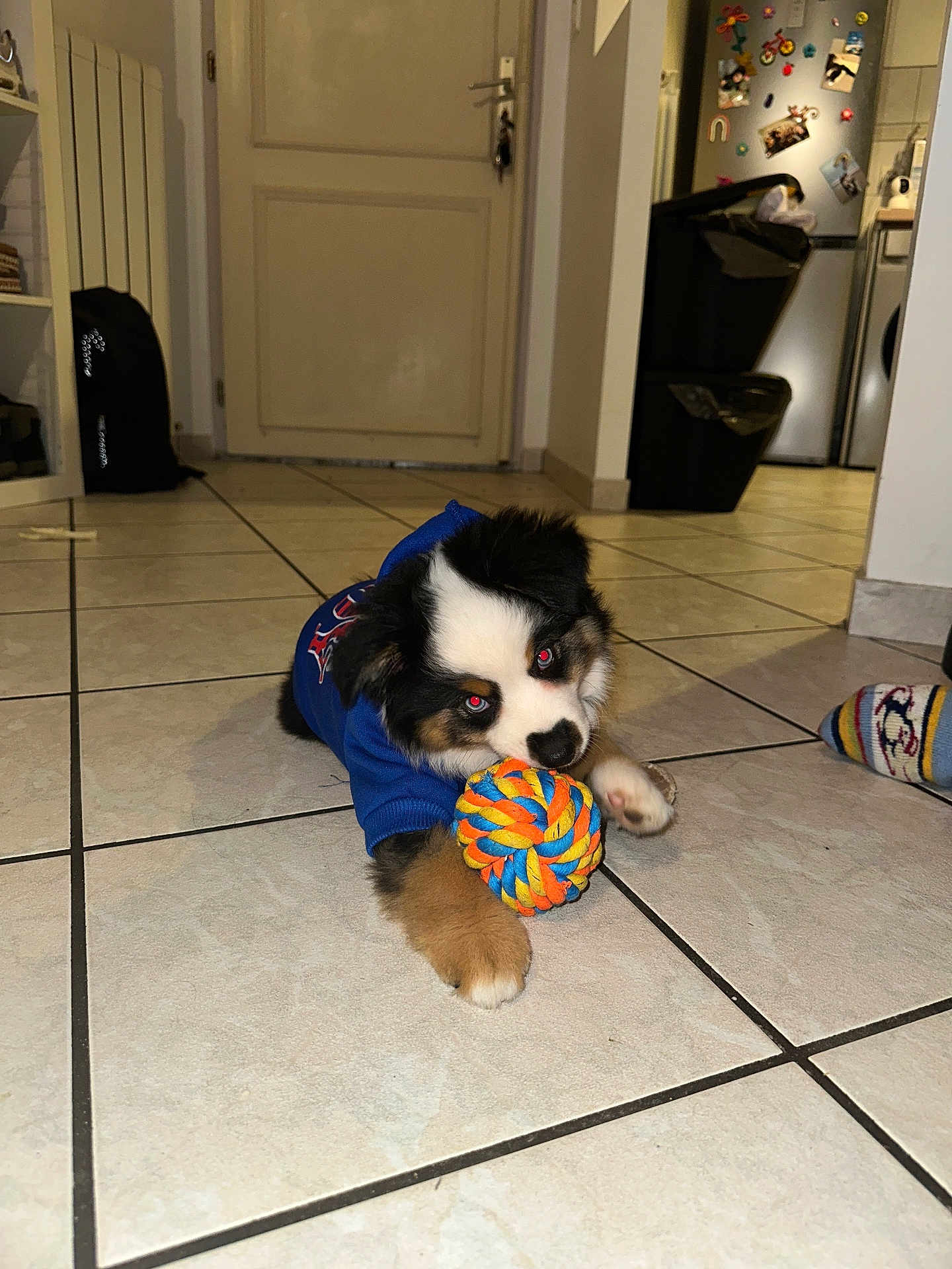 Arès participe au concours pour gagner de l'argent avec cette photo : puppy, dog, toy, rope_ball, blue_sweater, floor, tile, indoor, pet, animal, playful, cute, fur, paw, chewing, home, living_room, door, trash_can, socks