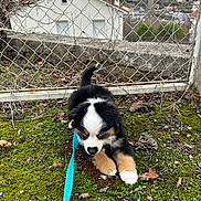 Arès a rejoint le concours — aidez-le/la à gagner de superbes lots ! animal, blue_eyes, canine, cloudy_sky, curious, dog, fence, grass, grass_patch, house, leash, moss, nature, outdoor, pet, playful, puppy, small_dog, tricolor, young_dog
