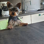 Tess participe au concours pour gagner de l'argent avec cette photo : dog, yorkshire_terrier, pet, indoor, kitchen, table, countertop, sink, appliance, fur, ears, canine, domestic_animal, small_dog, curious, companion, household, animal, cute, looking