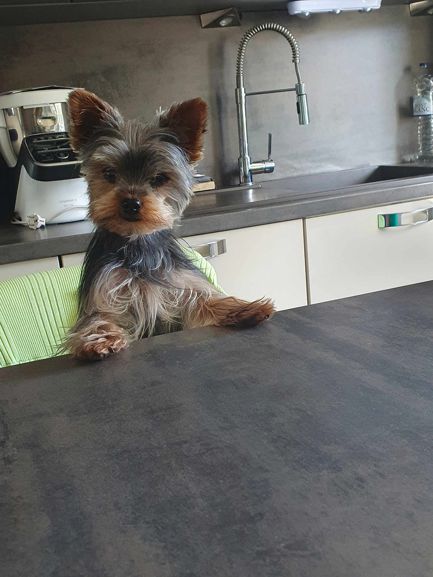 Tess participe au concours pour gagner de l'argent avec cette photo : dog, yorkshire_terrier, pet, indoor, kitchen, table, countertop, sink, appliance, fur, ears, canine, domestic_animal, small_dog, curious, companion, household, animal, cute, looking