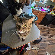 Freya is registered to the contest to win money with this photo: cat, tabby_cat, black_and_white_cat, kitchen, countertop, sink, dishwasher, floor, linoleum, cleaning_supplies, window, plants, dishes, glass_lid, cabinet, curious, pet, indoor, cluttered, home