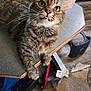 Freya joined the competition — help win amazing prizes! cat, tabby, tongue_out, curious, pet, feline, whiskers, table_edge, indoor, household, floor, stool, clutter, wooden_floor, close_up, green_eyes, fur, paws, domestic_animal, looking_up