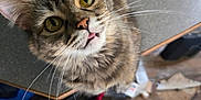 Freya is registered to the contest to win money with this photo: cat, tabby, yellow_eyes, whiskers, curious, looking_up, indoor, table, floor, clutter, household, pet, feline, fur, closeup, muzzle, ears, pink_nose, expression, domestic_cat