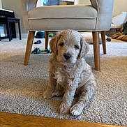 Finn Buchanan joined the competition — help win amazing prizes! puppy, dog, carpet, chair, toy, living_room, floor, wood_floor, cute, pet, indoor, furniture, small_dog, fluffy, sitting, young_animal, domestic_animal, home, cozy, beige