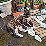 Iris participe au concours pour gagner de l'argent avec cette photo : cat, tortoiseshell, garden, plant, pot, stone, decorative, ceramic_cat, frog_figurine, sunlight, relaxed, outdoor, nature, ground, wood, moss, ornament, greenery, animal, pet