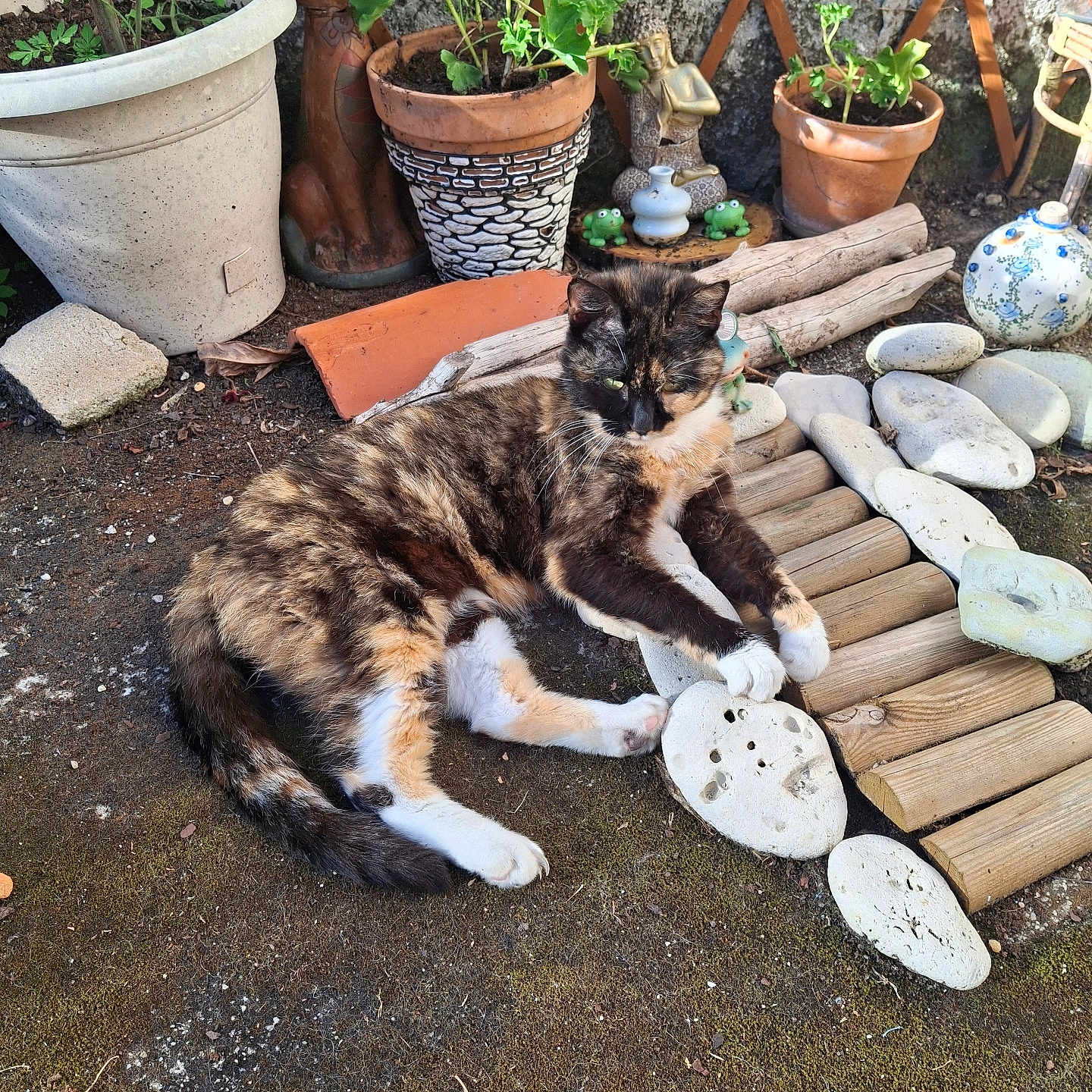 Iris participe au concours pour gagner de l'argent avec cette photo : cat, tortoiseshell, garden, plant, pot, stone, decorative, ceramic_cat, frog_figurine, sunlight, relaxed, outdoor, nature, ground, wood, moss, ornament, greenery, animal, pet