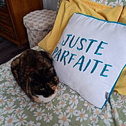 Iris participe au concours pour gagner de l'argent avec cette photo : animal, blanket, cat, comfort, cozy, cushion, decor, domestic, embroidery, floral_pattern, home, indoor, pet, pillow, resting, soft_fabric, text, tortoiseshell_cat, wooden_furniture, yellow_pillow