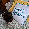 animal, blanket, cat, comfort, cozy, cushion, decor, domestic, embroidery, floral_pattern, home, indoor, pet, pillow, resting, soft_fabric, text, tortoiseshell_cat, wooden_furniture, yellow_pillow