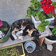 Iris participe au concours pour gagner de l'argent avec cette photo : cat, calico_cat, plant, flower, red_flower, flowerpot, bench, wood, outdoor, garden, green_leaf, decor, owl_figurine, pet, relaxed, sunlight, soil, nature, resting, animal