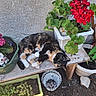 cat, calico_cat, plant, flower, red_flower, flowerpot, bench, wood, outdoor, garden, green_leaf, decor, owl_figurine, pet, relaxed, sunlight, soil, nature, resting, animal