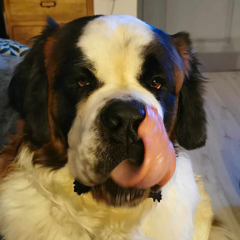 Triky participe au concours pour gagner de l'argent avec cette photo : animal, cabinet, companion, cute, dog, door, ears, fur, furry, house, indoor, large_dog, licking, mammal, nose, pet, saint_bernard, sitting, tongue, wooden_floor