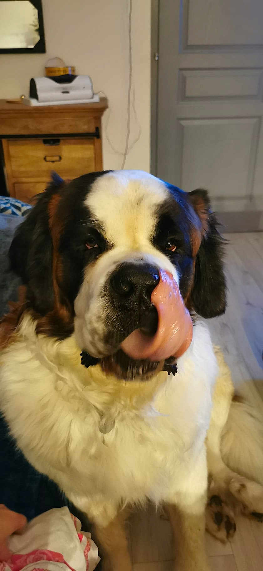 Triky participe au concours pour gagner de l'argent avec cette photo : animal, cabinet, companion, cute, dog, door, ears, fur, furry, house, indoor, large_dog, licking, mammal, nose, pet, saint_bernard, sitting, tongue, wooden_floor