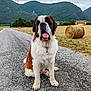 Triky participe au concours pour gagner de l'argent avec cette photo : animal, canine, cloudy_sky, country, dog, farm, field, fluffy, grass, gravel_road, hay_bales, landscape, mountains, nature, outdoor, pets, rural, saint_bernard, sitting, tongue_out