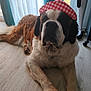 animal, black, brown, canine, cozy, curtain, dog, domestic_animal, fur, hat, indoor, large_dog, laying_down, pet, relaxed, resting, saint_bernard, white, window, wooden_floor