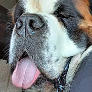 Triky participe au concours pour gagner de l'argent avec cette photo : animal, car_interior, close_up, companion, dog, domestic_animal, face, furry, happy, large_dog, muzzle, nose, pet, relaxed, saint_bernard, seat, sleepy, tongue, tongue_out, wet_fur