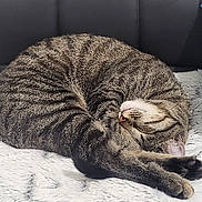 Xanax a rejoint le concours — aidez-le/la à gagner de superbes lots ! cat, tabby, sleeping, curled_up, feline, pet, fur, whiskers, paw, cozy, blanket, soft, indoor, resting, cute, animal, striped, relaxed, comfort, black_cushion
