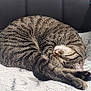 cat, tabby, sleeping, curled_up, feline, pet, fur, whiskers, paw, cozy, blanket, soft, indoor, resting, cute, animal, striped, relaxed, comfort, black_cushion
