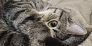 Xanax participe au concours pour gagner de l'argent avec cette photo : cat, tabby, green_eye, tail, feline, pet, animal, cozy, blanket, resting, fur, whiskers, close_up, indoor, cute, curled_up, sleepy, soft, paw, relaxed