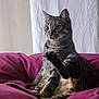 Xanax participe au concours pour gagner de l'argent avec cette photo : cat, tabby, pet, indoor, cushion, feline, animal, sitting, raised_leg, curious, whiskers, fur, domestic, cozy, relaxed, wide_eyes, plush, soft_light, background, curtain