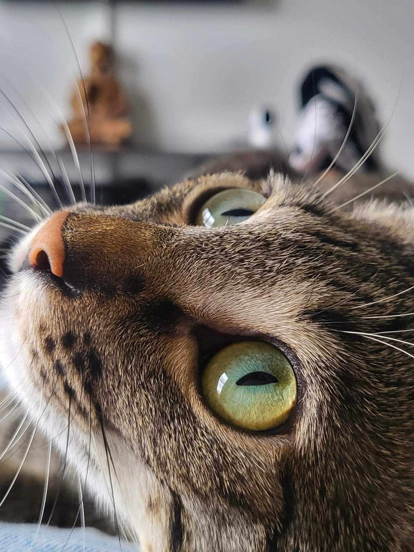 Xanax a rejoint le concours — aidez-le/la à gagner de superbes lots ! cat, close_up, face, green_eyes, whiskers, fur, indoor, pet, animal, tabby, nose, portrait, cute, mammal, feline, focus, texture, eye, soft_light
