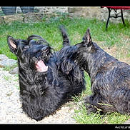 Merzhin Et Mordred participe au concours pour gagner de l'argent avec cette photo : carnivoran, cesky_terrier, dog, dog_breed, dog_breed_group, dog_like_mammal, giant_schnauzer, mammal, miniature_schnauzer, schnauzer, scottish_terrier, small_terrier, snout, standard_schnauzer, terrier, vertebrate, vulnerable_native_breeds