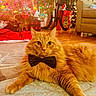 cat, ginger_cat, bow_tie, christmas_tree, holiday, decorations, lights, gift, carpet, indoor, furniture, sofa, table, festive, pet, animal, cute, relaxed, orange_fur, home