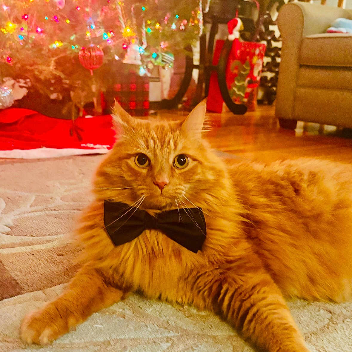 Ben joined the competition — help win amazing prizes! cat, ginger_cat, bow_tie, christmas_tree, holiday, decorations, lights, gift, carpet, indoor, furniture, sofa, table, festive, pet, animal, cute, relaxed, orange_fur, home