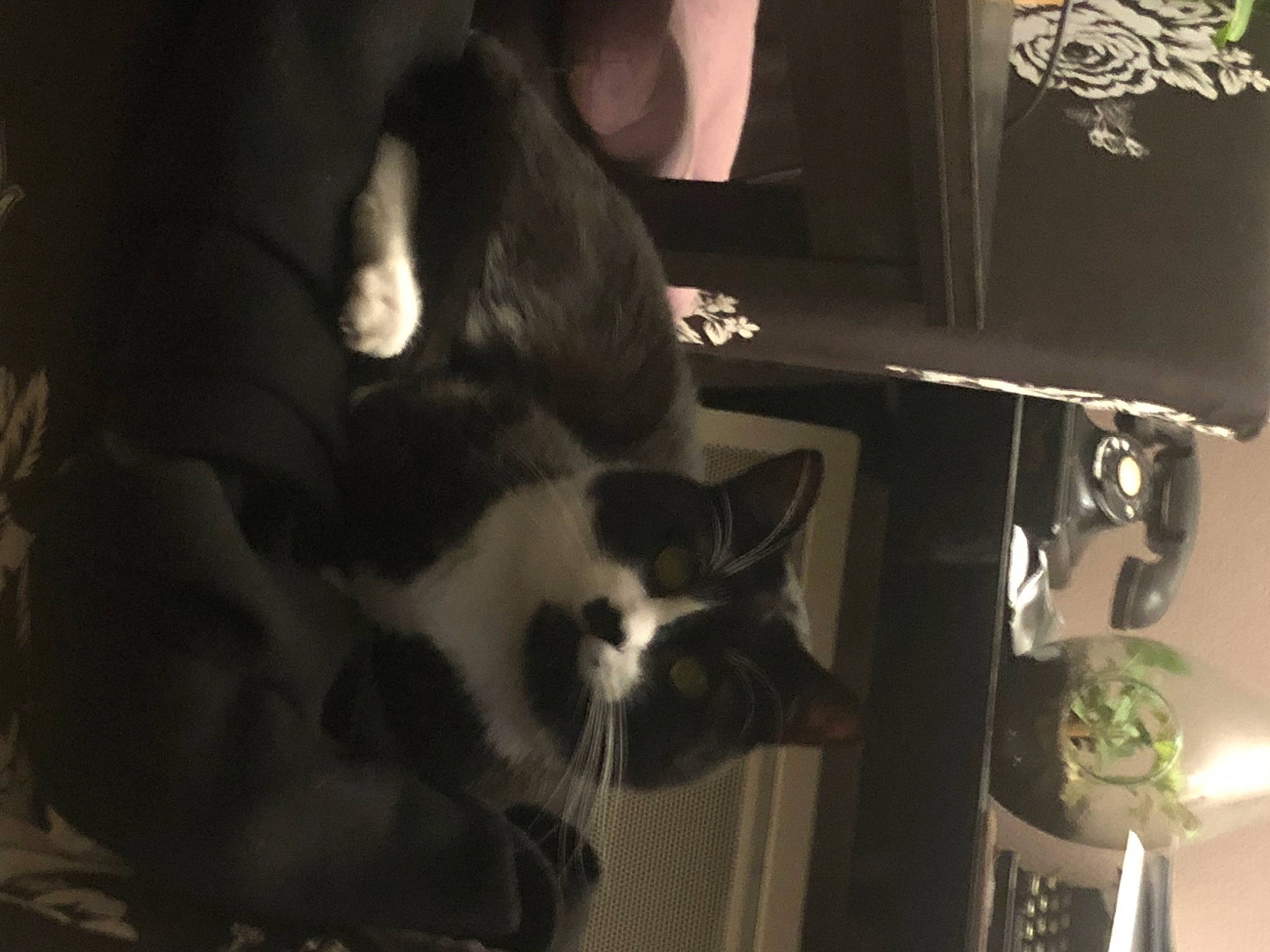 Saty participe au concours pour gagner de l'argent avec cette photo : black_cat, carnivore, cat, comfort, domestic_short_haired_cat, felidae, flooring, formal_wear, fur, hardwood, room, small_to_medium_sized_cats, tail, whiskers, wood