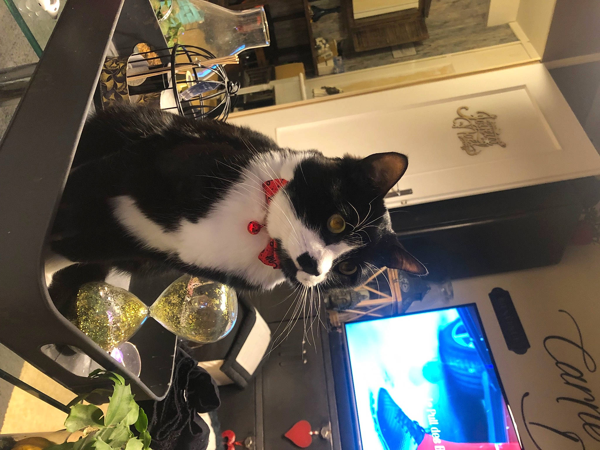 Saty participe au concours pour gagner de l'argent avec cette photo : box, carnivore, cat, comfort_food, display_device, domestic_short_haired_cat, felidae, food, fur, gadget, light, room, small_to_medium_sized_cats, tableware, tail, vegetable, whiskers, window, wine_glass