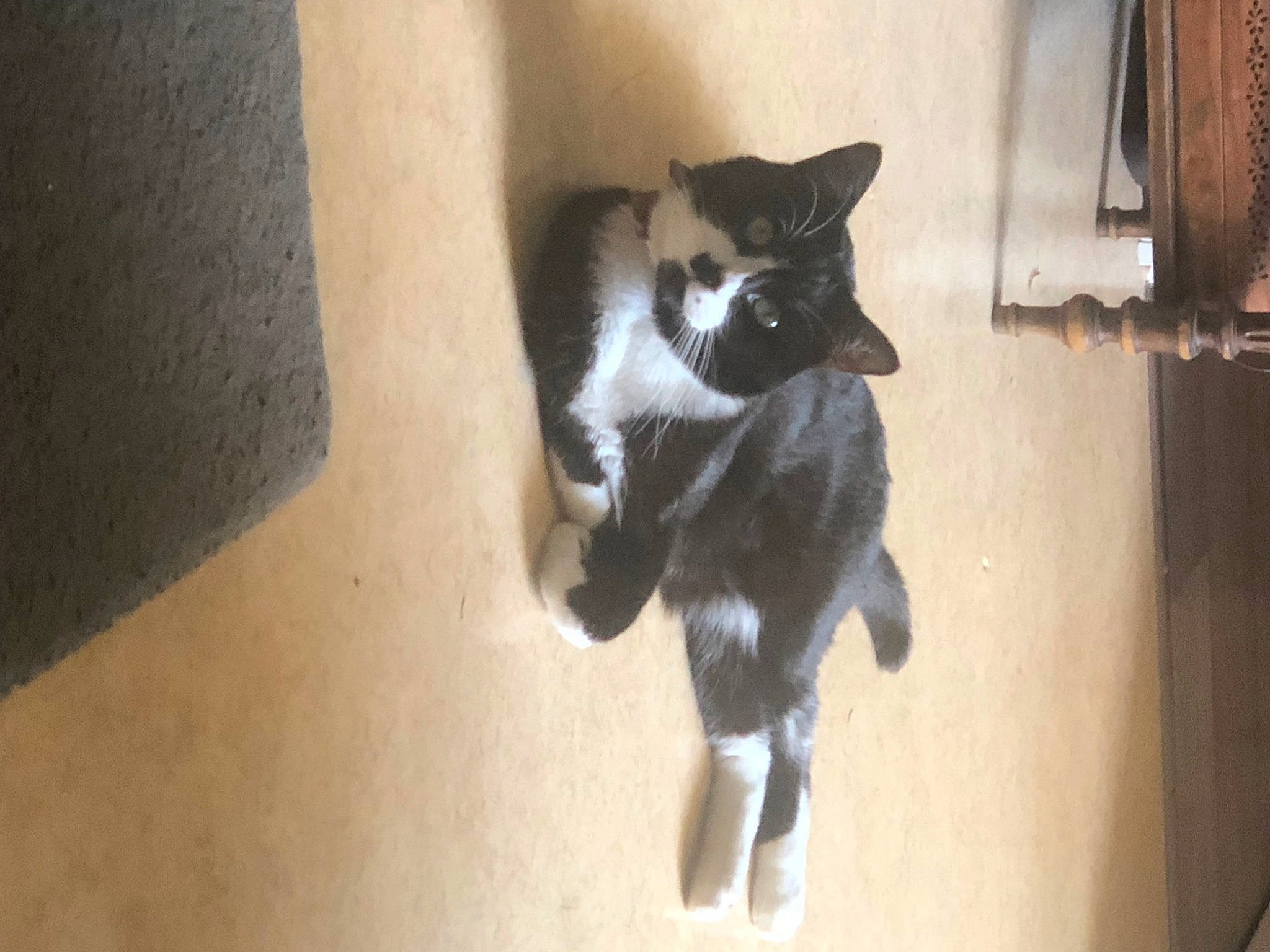 Saty a rejoint le concours — aidez-le/la à gagner de superbes lots ! canidae, carnivore, cat, claw, dog_breed, domestic_short_haired_cat, eye, felidae, flooring, fur, hardwood, paw, room, small_to_medium_sized_cats, snout, sporting_group, tail, whiskers, window, wood