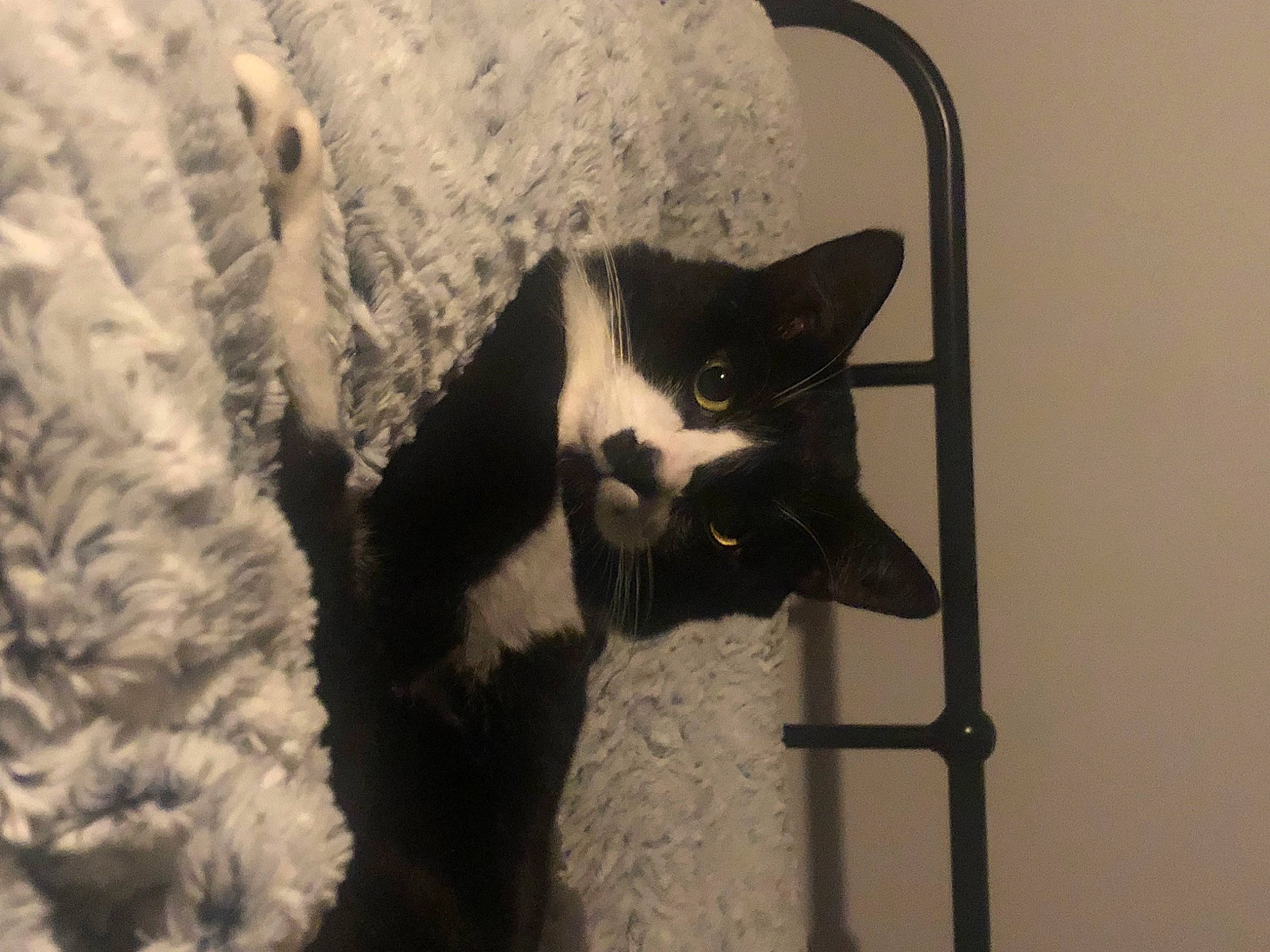 Saty a rejoint le concours — aidez-le/la à gagner de superbes lots ! automotive_tire, black_cat, carnivore, cat, cat_furniture, cat_supply, domestic_short_haired_cat, felidae, fur, grey, monochrome, monochrome_photography, small_to_medium_sized_cats, snout, snow, tail, terrestrial_animal, whiskers, window, winter