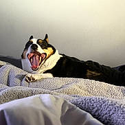 Loki joined the competition — help win amazing prizes! animal, bed, black_white_tan, blanket, boston_terrier, close_up, cozy, dog, funny, happy, home, indoors, lying_down, open_mouth, pet, portrait, relaxed, teeth, tongue, yawning