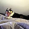 animal, bed, black_white_tan, blanket, boston_terrier, close_up, cozy, dog, funny, happy, home, indoors, lying_down, open_mouth, pet, portrait, relaxed, teeth, tongue, yawning
