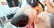Loki joined the competition — help win amazing prizes! black_white_brown, camera, close_up, dog, eyes, funny, fur, human, indoors, living_room, nose, pet, playful, portrait, selfie, short_hair, smartphone, tongue, tri_color, wide_angle